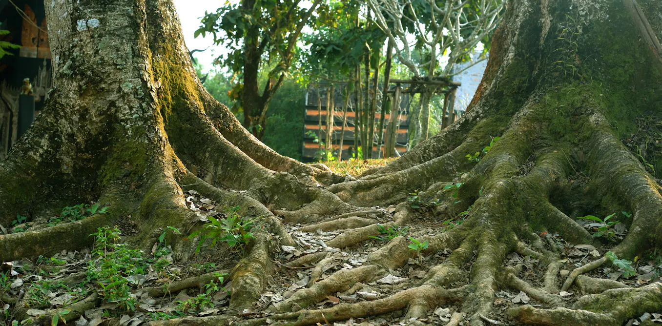 Climate change: having the right combination of tree ‘personalities ...