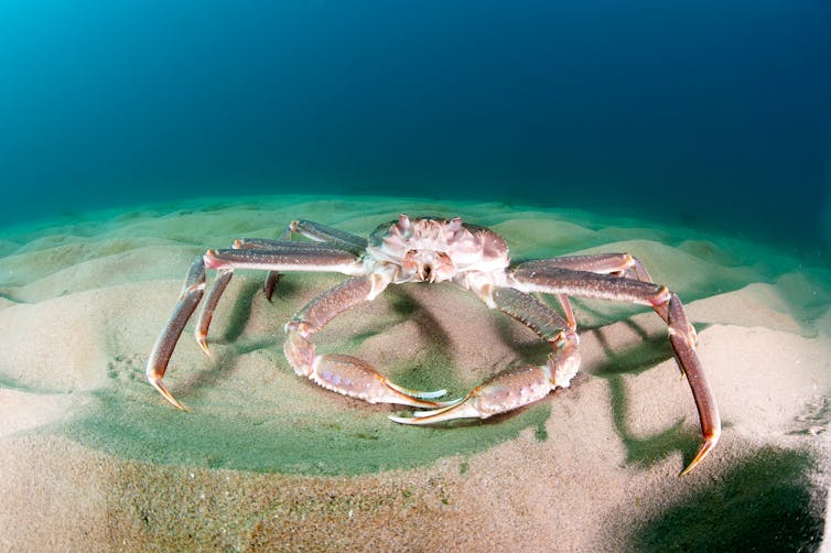 Snow Crab is an invasive species that has been fished commercially in international waters of the Barents Sea and the Svalbard Fisheries Protection Zone of the Arctic. - Shutterstock