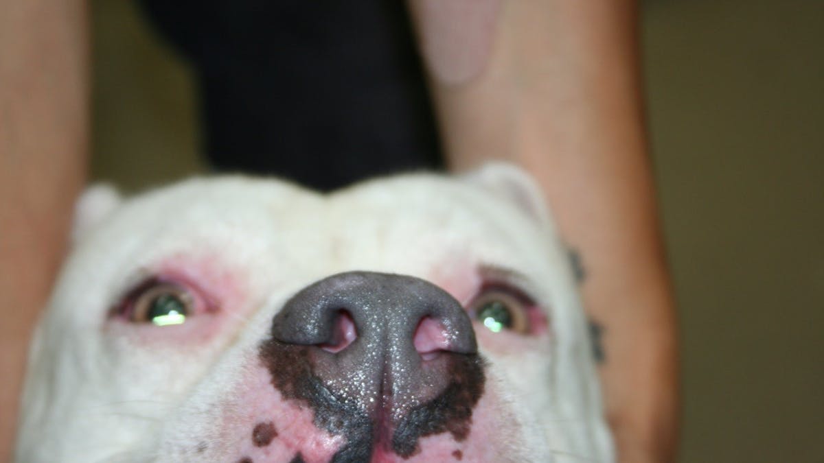 Humans Are Complicated Ney Do Things Dogs Can T Understnd Like
