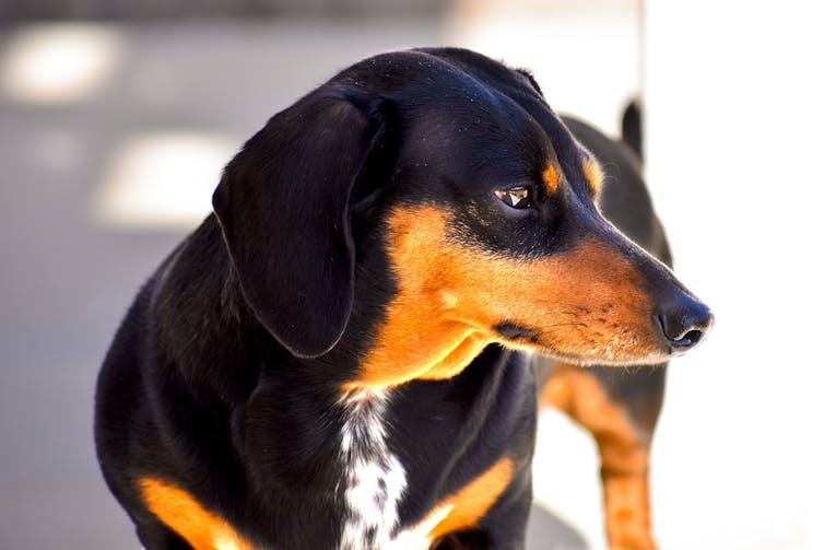 Understanding dog personalities can help prevent attacks