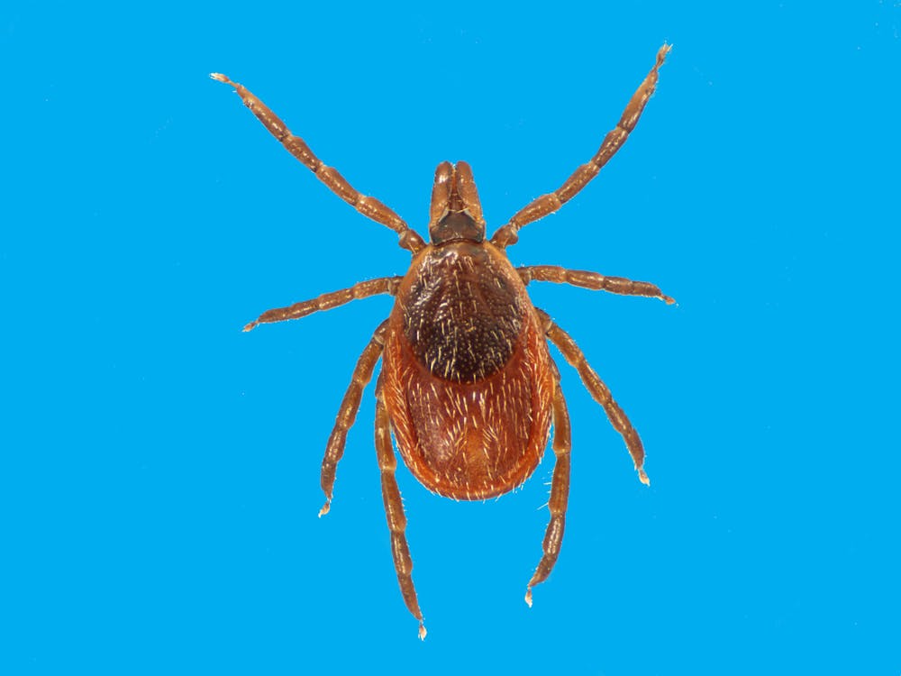 Ticks Spread Plenty More For You To Worry About Beyond Lyme Disease Ticks Spread Plenty More For You To Worry About Beyond Lyme Disease