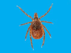 Ticks spread plenty more for you to worry about beyond Lyme disease