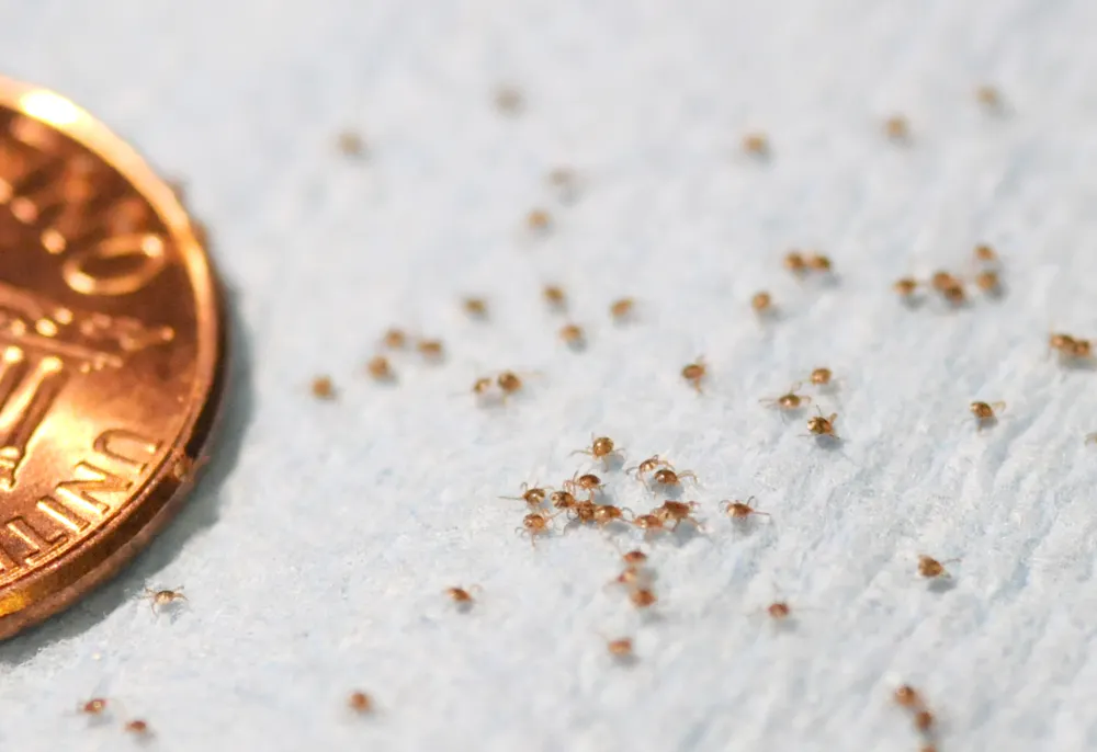 Copper Penny Rash