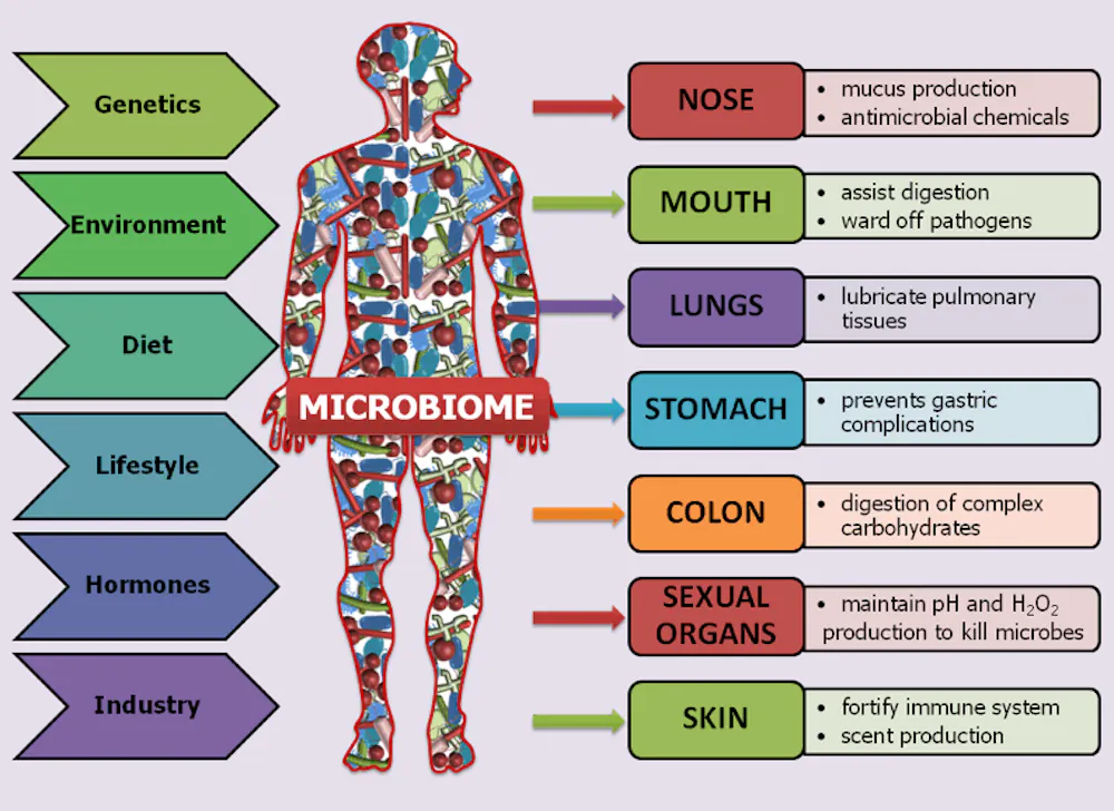 Human microbiome