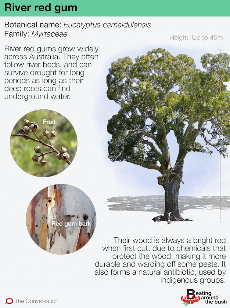 The river red gum is an icon of the driest continent