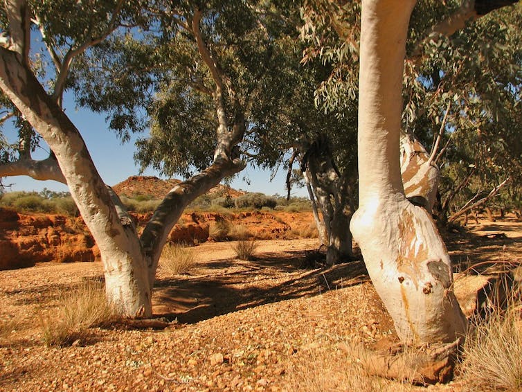 The river red gum is an icon of the driest continent