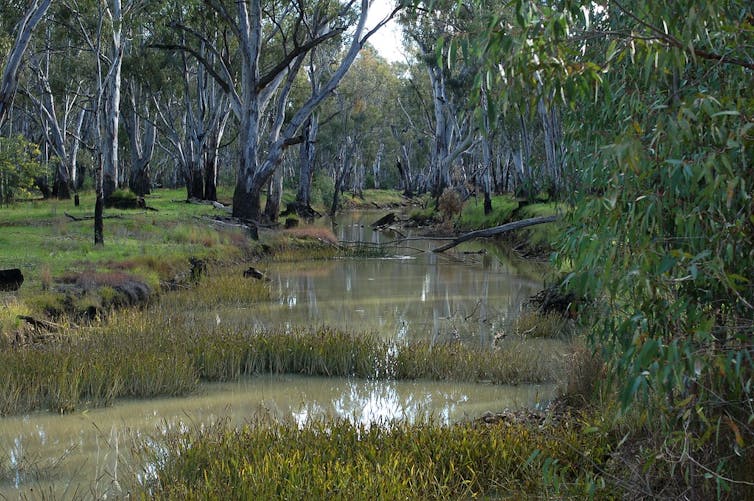 The river red gum is an icon of the driest continent