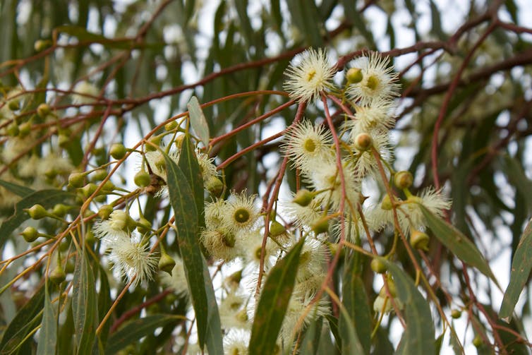 The river red gum is an icon of the driest continent