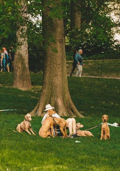 Increasing tree cover may be like a 'superfood' for community mental health