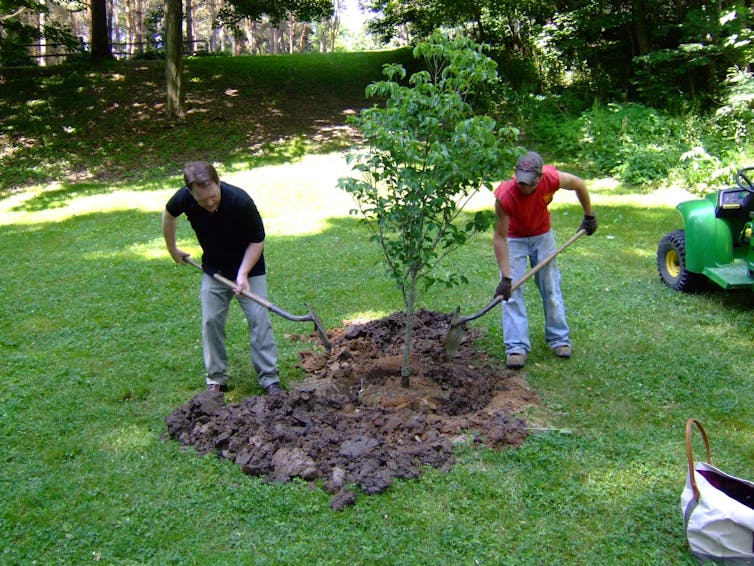 Increasing tree cover may be like a 'superfood' for community mental health