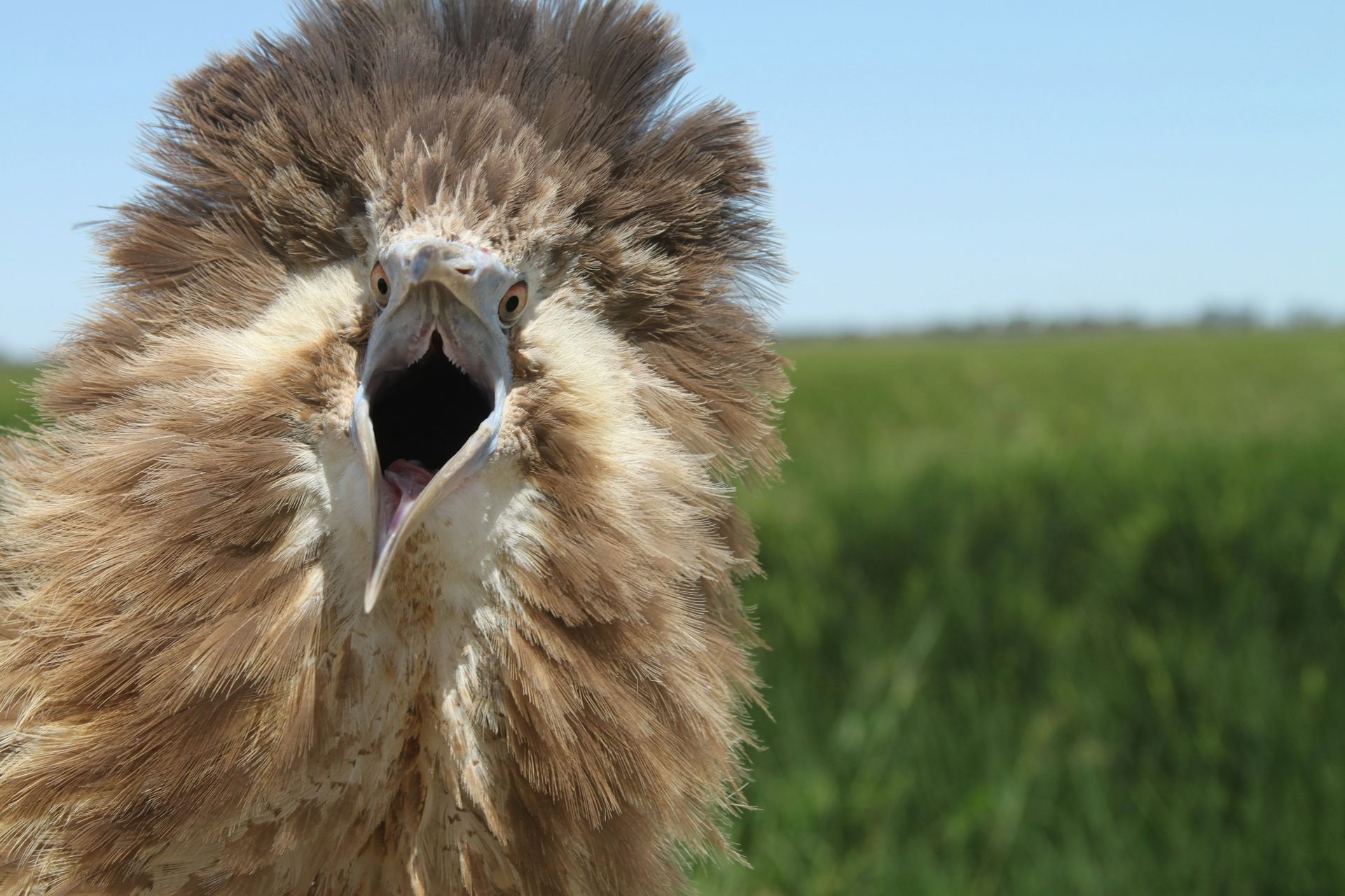 Meet the endangered Bunyip bird living in Australia's rice paddies
