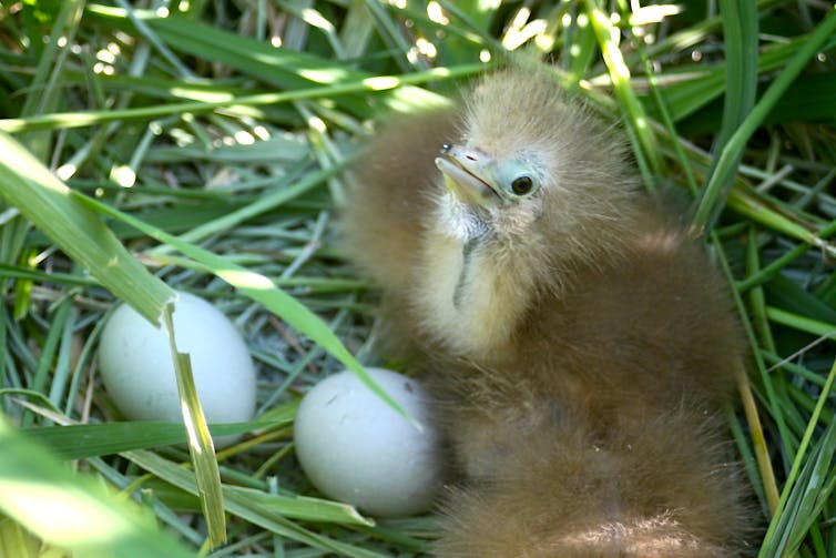 Meet the endangered Bunyip bird living in Australia's rice paddies