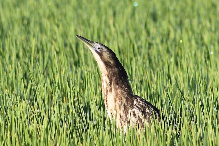 Meet the endangered Bunyip bird living in Australia's rice paddies