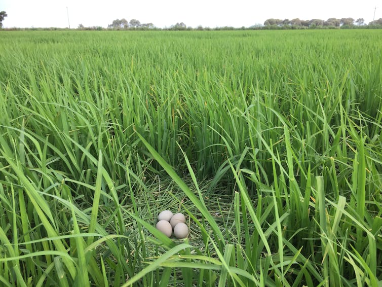 Meet the endangered Bunyip bird living in Australia's rice paddies