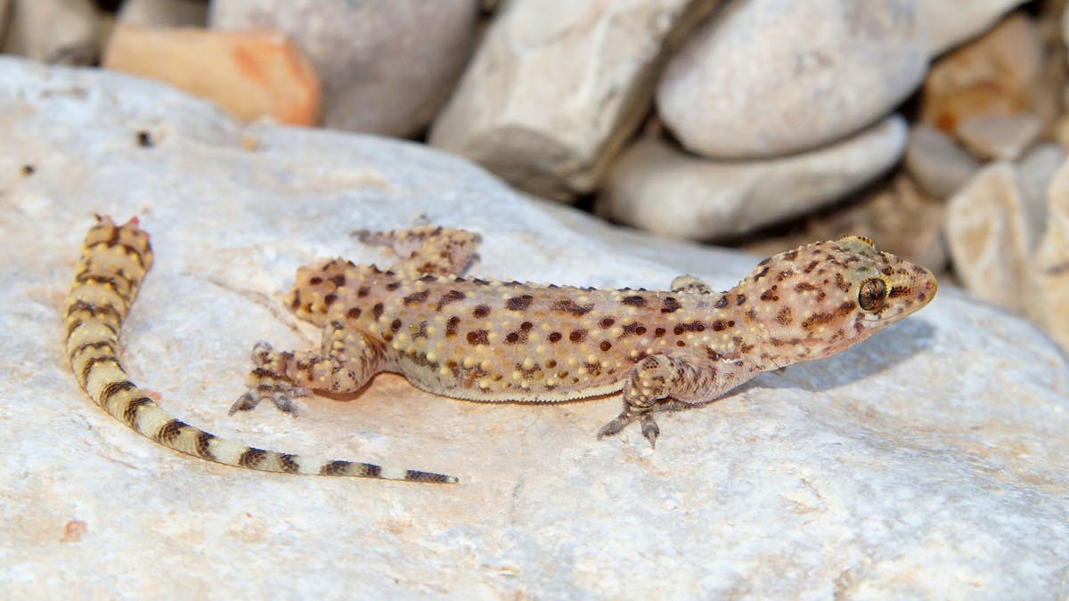 Autotomi Hewan Yang Terancam Predator Akan Mengamputasi Dirinya Demi Bertahan Hidup Autotomi Hewan Yang Terancam Predator Akan Mengamputasi Dirinya Demi Bertahan Hidup