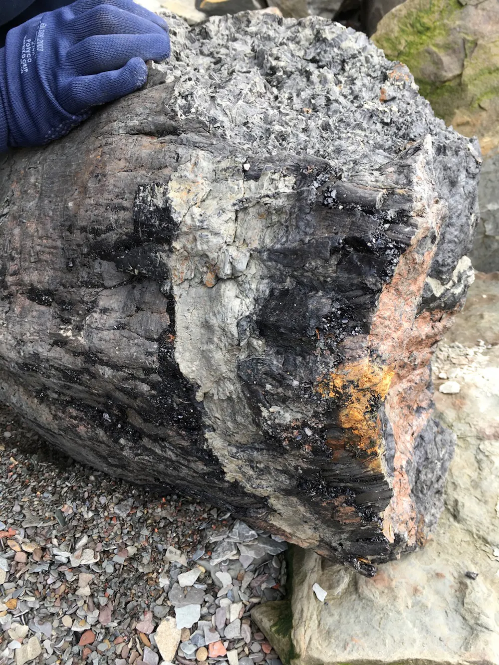 310 million-year-old tree fossils to reveal new ancient animals