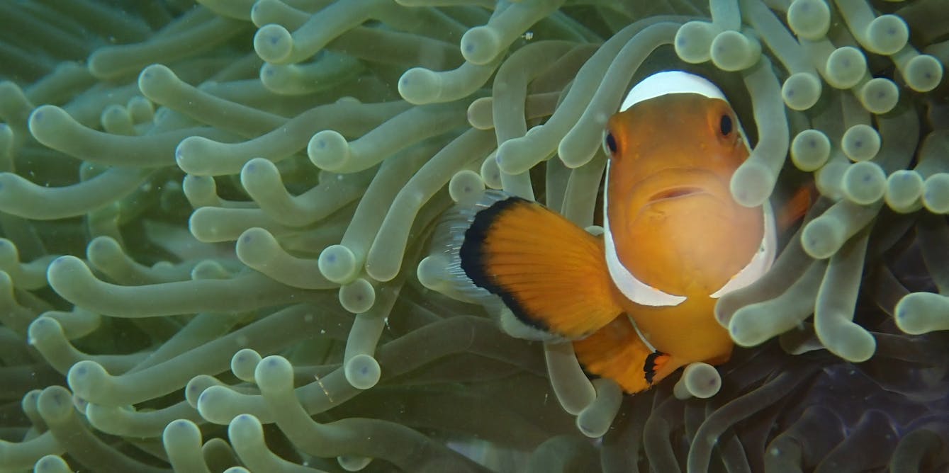 clownfish laying eggs