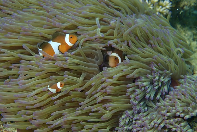 Lights out! Clownfish can only hatch in the dark – which light pollution is taking away