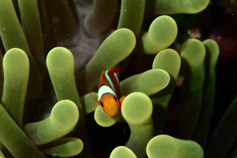 Lights out! Clownfish can only hatch in the dark – which light pollution is taking away