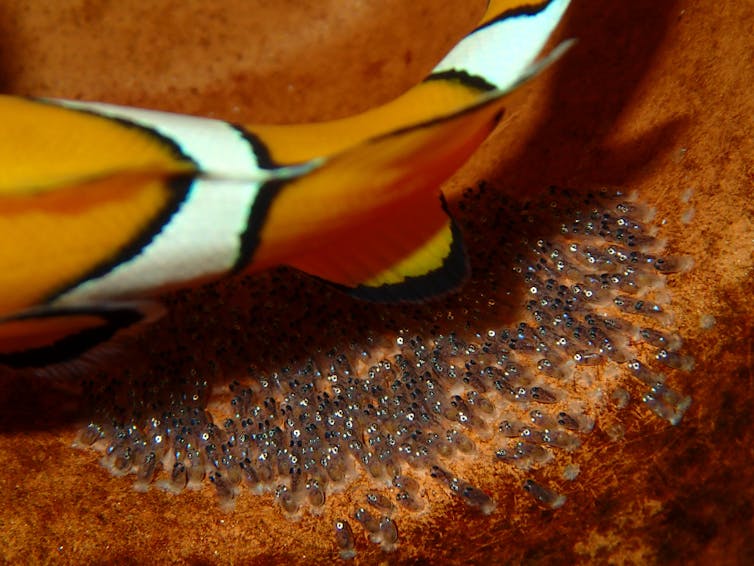 Lights out! Clownfish can only hatch in the dark – which light pollution is taking away