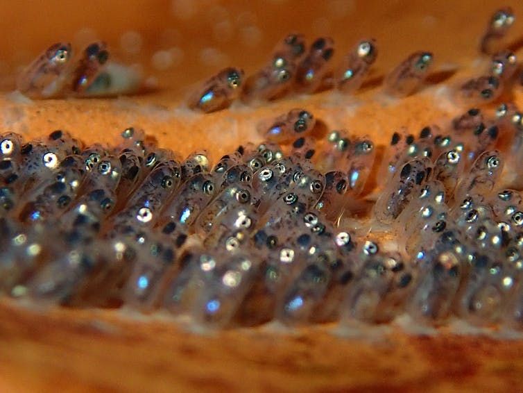 Lights out! Clownfish can only hatch in the dark – which light pollution is taking away