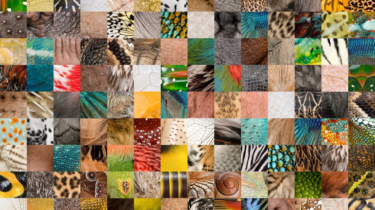 What Is A Species The Most Important Concept In All Of Biology Is A Complete Mystery