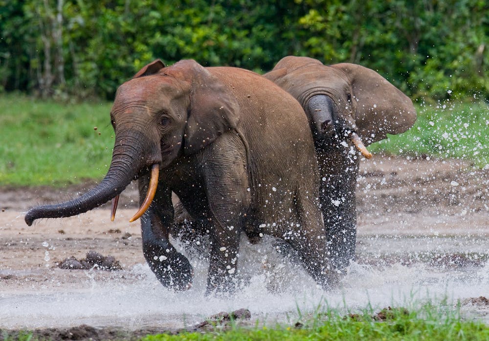 Forest elephants are our allies in the fight against climate change
