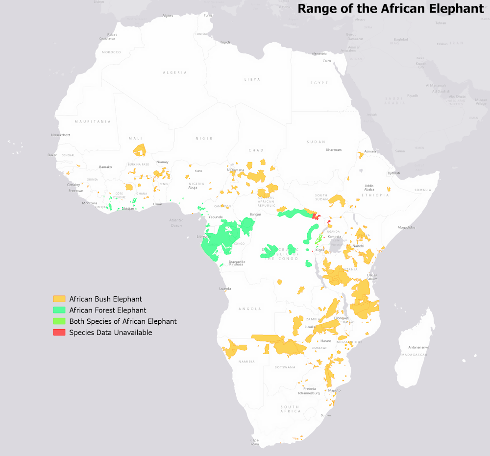 Forest elephants are our allies in the fight against