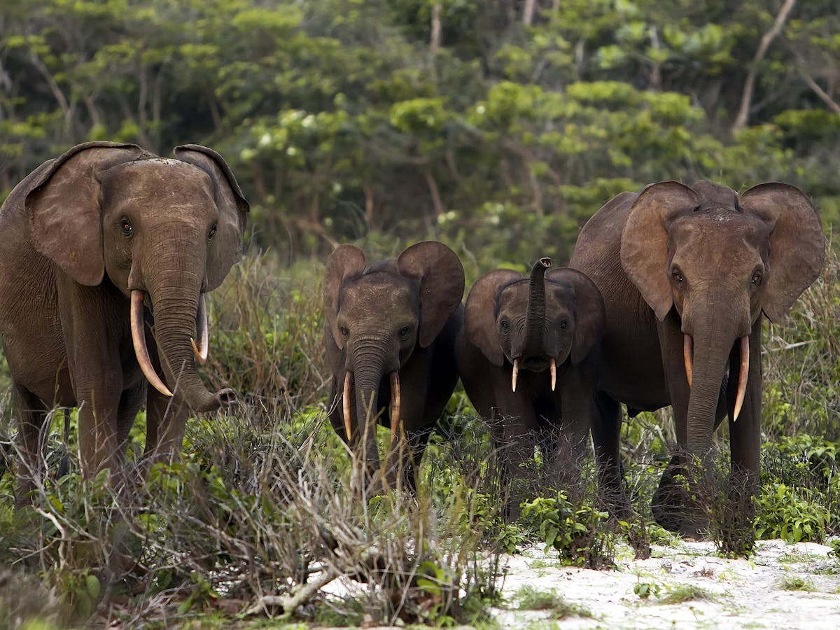 Forest elephants are our allies in the fight against climate change, finds  research