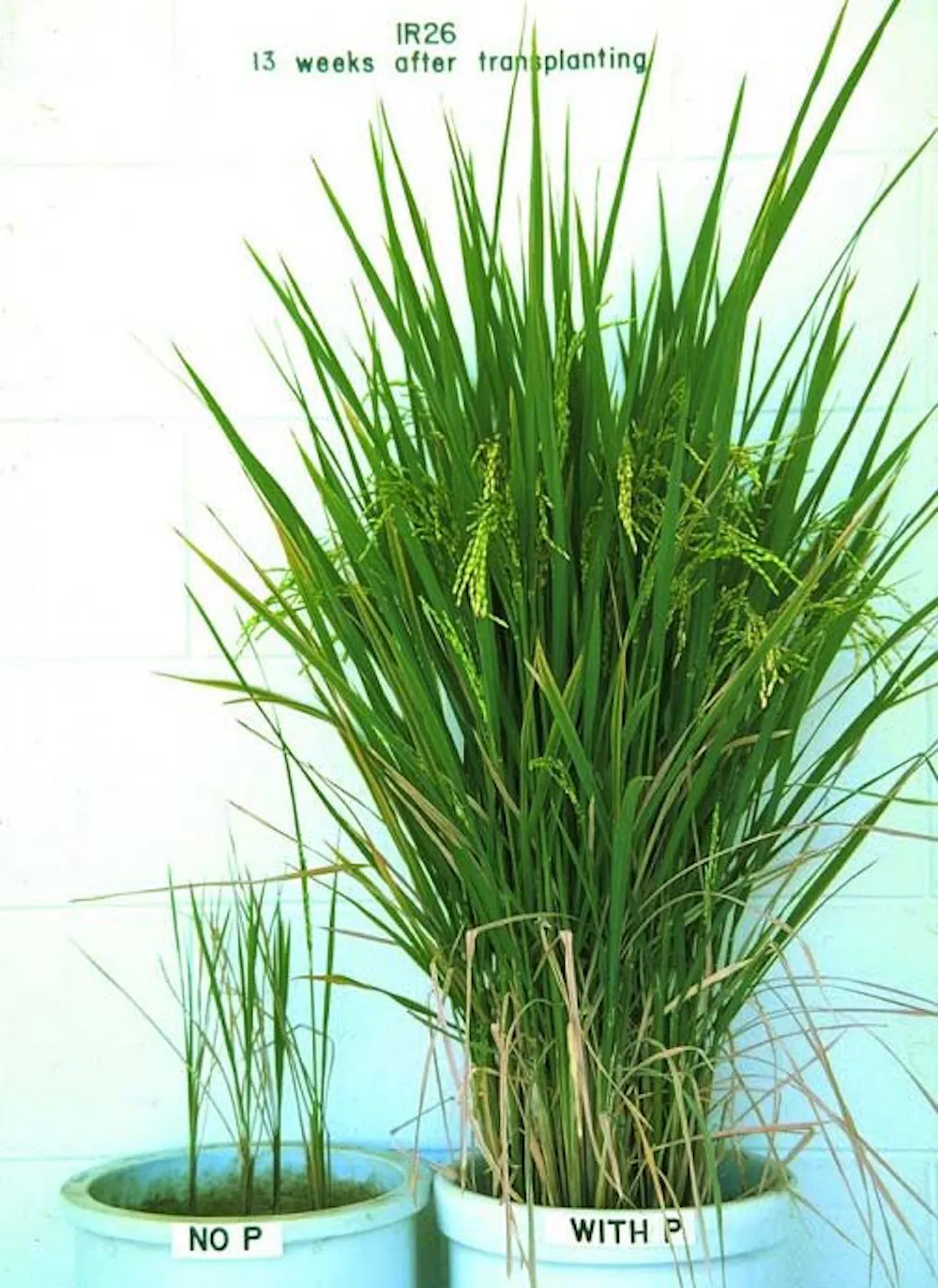 Scientists work to solve phosphate shortage – the dwindling resource ...