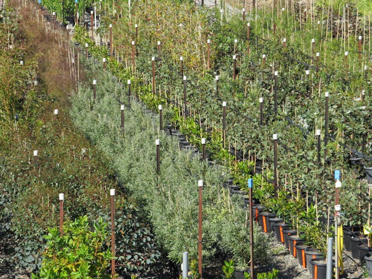 plant nursery tree species