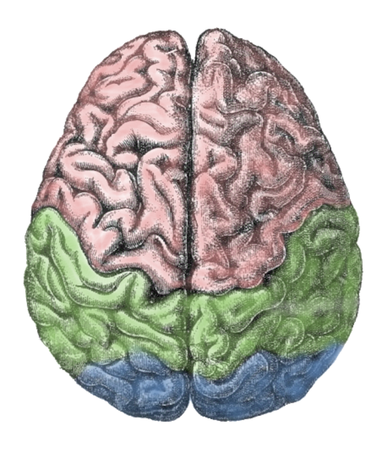 Evolution of happiness in the brain