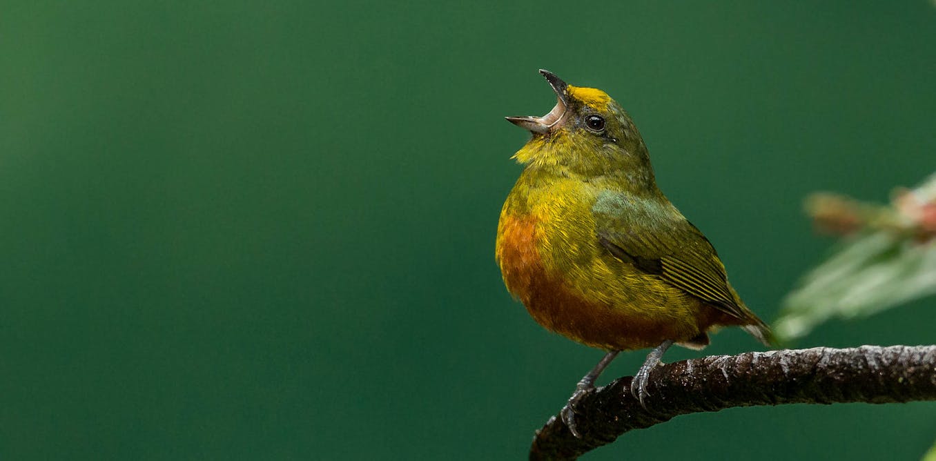 Why do birds sing?
