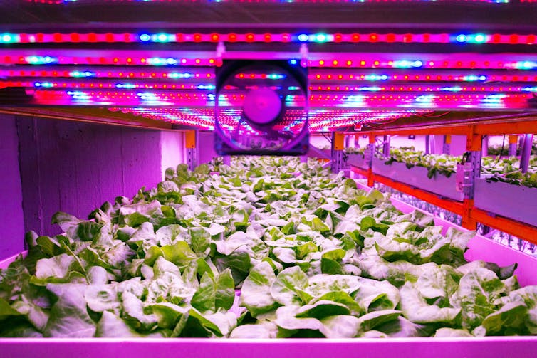 Micro-naps for plants: Flicking the lights on and off can save energy without hurting indoor agriculture harvests