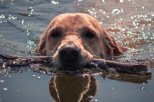 Explainer: what is leptospirosis and how can it harm us and our pets?