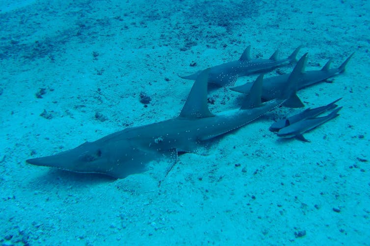 More than 28,000 species are officially threatened, with more likely to come
