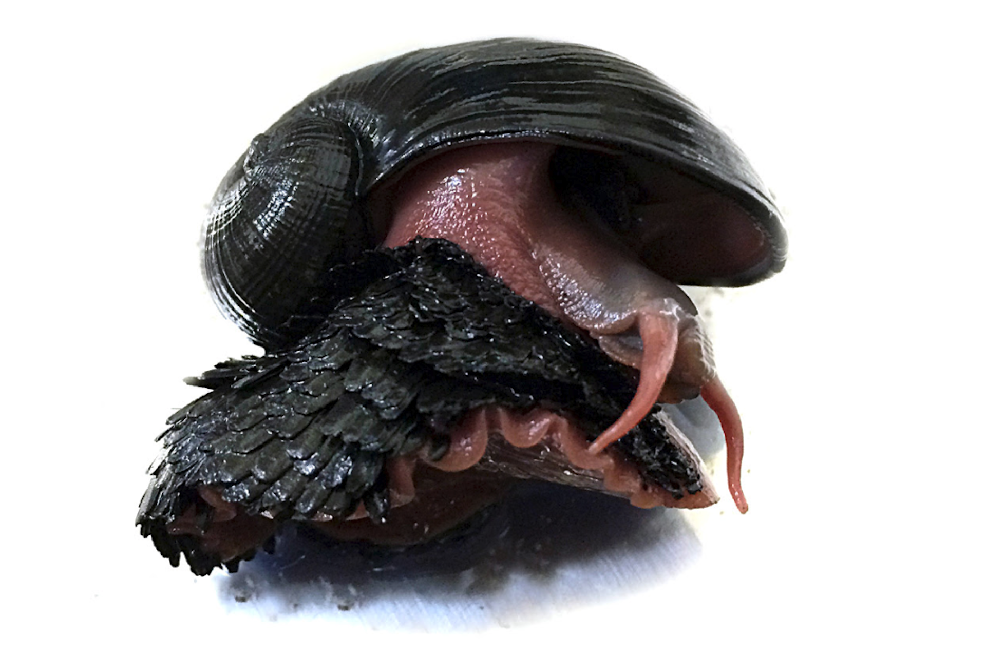 deep sea snail mail