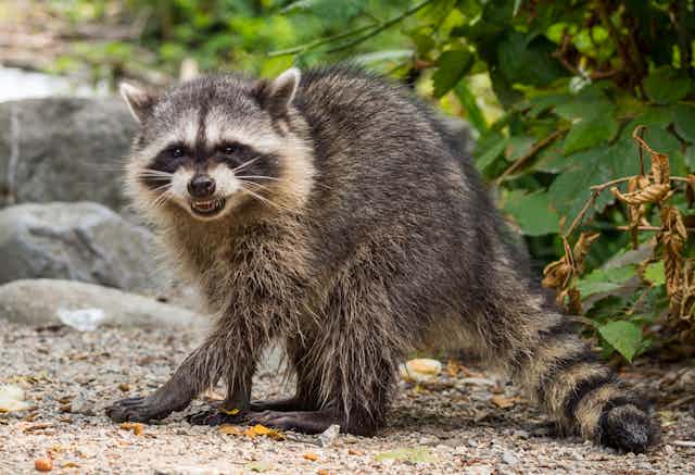 Rabies: How it spreads and how to protect yourself