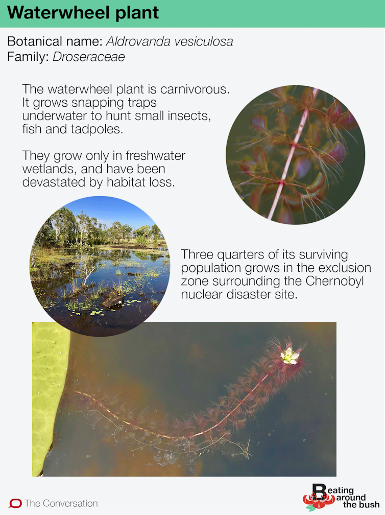 The waterwheel plant is a carnivorous, underwater snap-trap