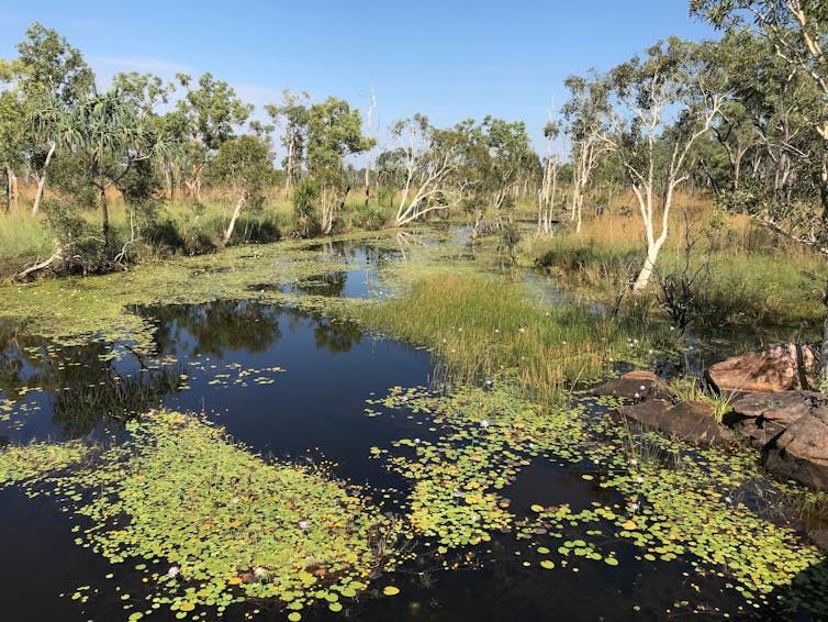 The waterwheel plant is a carnivorous, underwater snap-trap