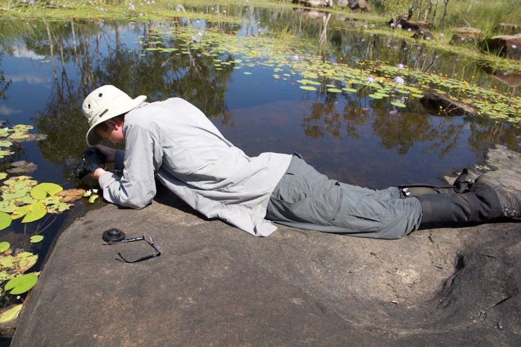 The waterwheel plant is a carnivorous, underwater snap-trap