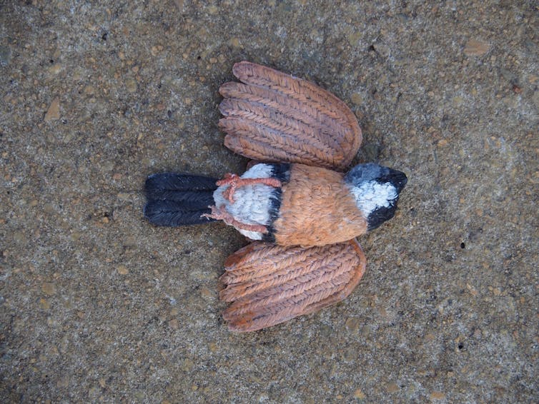 Protest art: rallying cry or elegy for the black-throated finch?