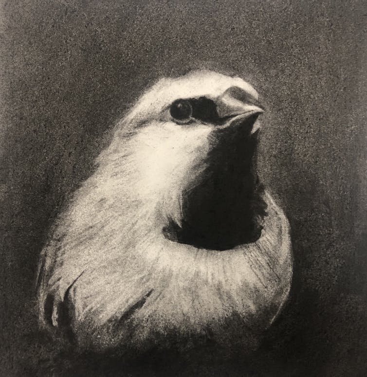 Protest art: rallying cry or elegy for the black-throated finch?