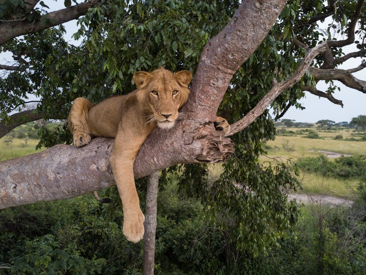 a biologist on The Lion King