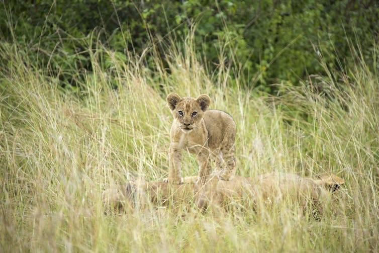 It's Sarabi's pride, Mufasa just lives there: a biologist on The Lion King