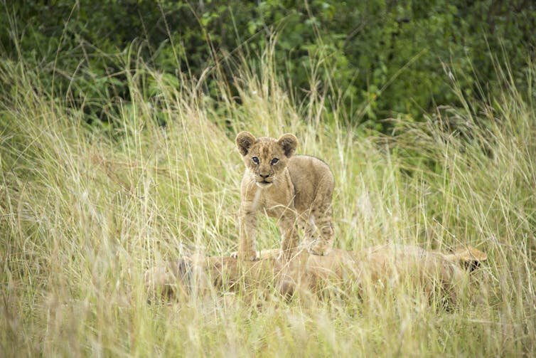 a biologist on The Lion King