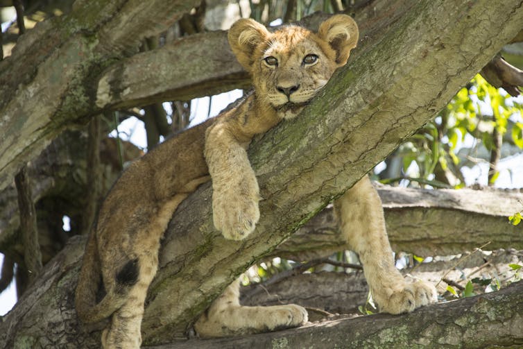 a biologist on The Lion King