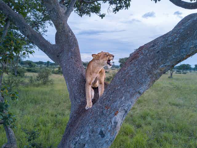 It'S Sarabi'S Pride, Mufasa Just Lives There: A Biologist On The Lion King