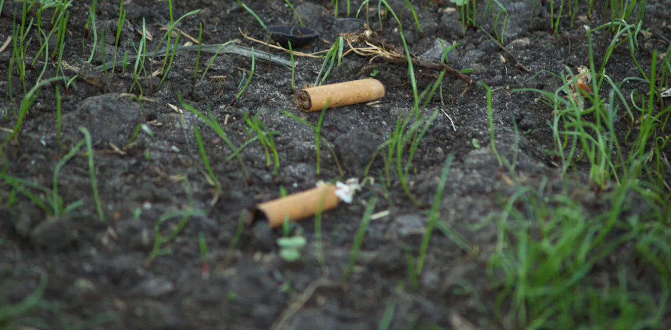 cigarette buds littering Cigarette butts are the forgotten plastic pollution – and they could be killing our plants cigarette buds littering Cigarette butts are the forgotten plastic pollution – and they could be killing our plants