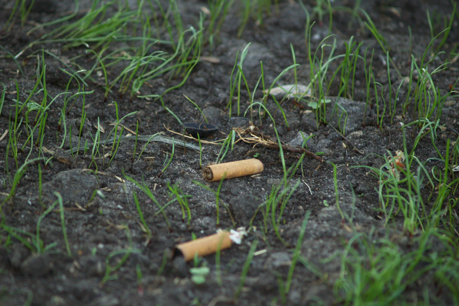 cigarette pollution Cigarette butts are the forgotten plastic pollution – and they could be killing our plants cigarette pollution Cigarette butts are the forgotten plastic pollution – and they could be killing our plants